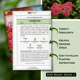 Sow Right Seeds Achillea red yarrow flower cluster ready for bouquet or dye