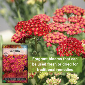 Sow Right Seeds Achillea red yarrow pollinator garden scene with blooms