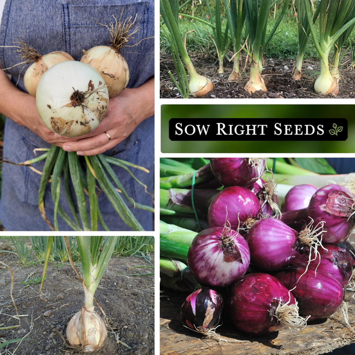 Sow Right Seeds Ailsa Craig onion packet for reliable germination and classic flavor
