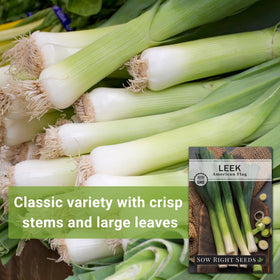 Sow Right Seeds American Flag Leek rows in garden show reliable, high yield potential