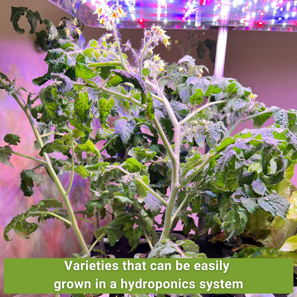 Sow Right Seeds arugula packet for fresh greens indoors