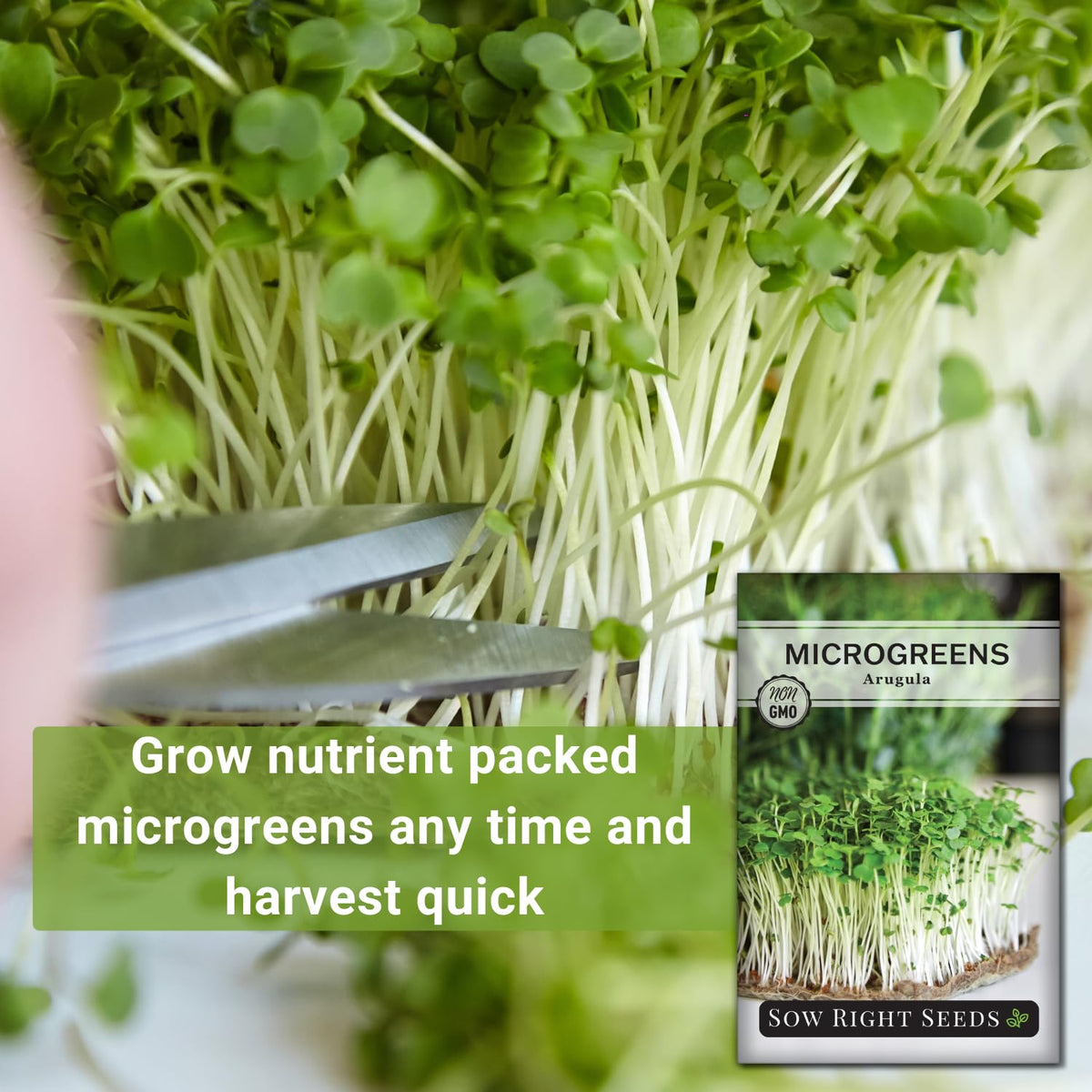 Sow Right Seeds arugula microgreen germination dish ready to sprout.