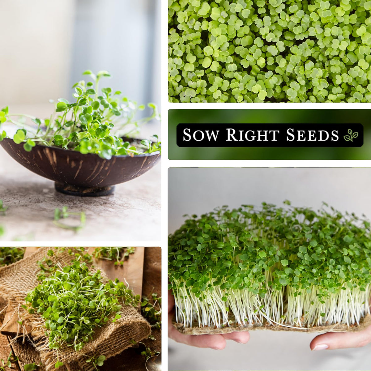 Sow Right Seeds arugula microgreen on window sill thriving with natural light.