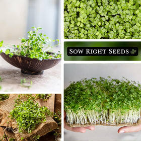 Sow Right Seeds arugula microgreen on window sill thriving with natural light.