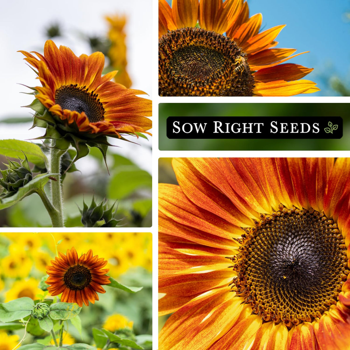 Sow Right Seeds Autumn Beauty garden-and-cut-flowers image demonstrates versatile uses