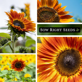 Sow Right Seeds Autumn Beauty garden-and-cut-flowers image demonstrates versatile uses