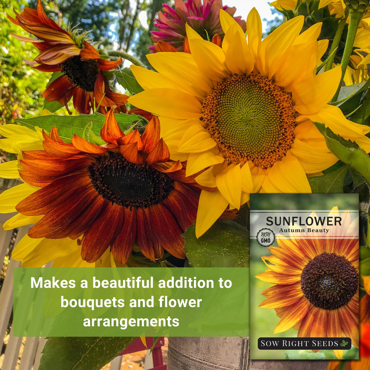 Sow Right Seeds Autumn Beauty planting-instructions image shows easy steps to grow