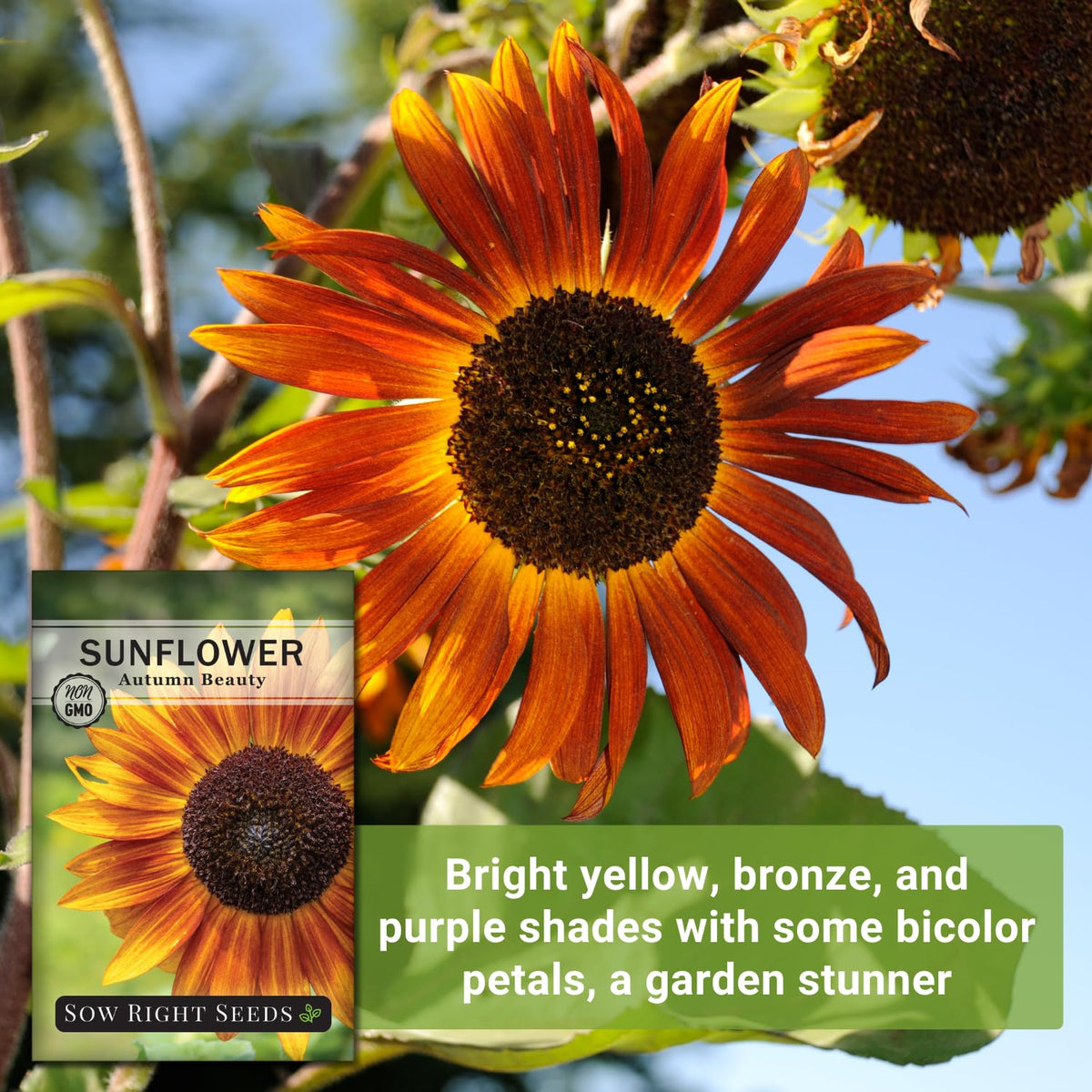 Sow Right Seeds Autumn Beauty pollinator-friendly image attracts bees and birds