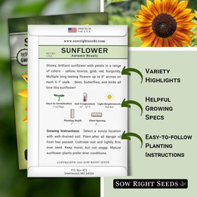 Sow Right Seeds Autumn Beauty large-bloom sunflower image highlights vibrant garden display