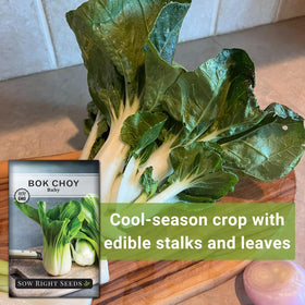 Dwarf Pak Choi variety suited for small-space gardens.