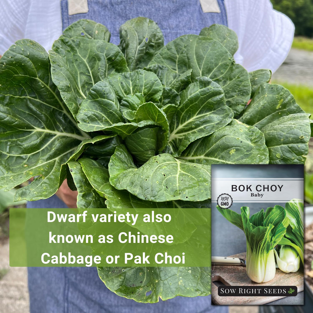 Baby Bok Choy growth: compact stalks and tender leaves from Sow Right Seeds.
