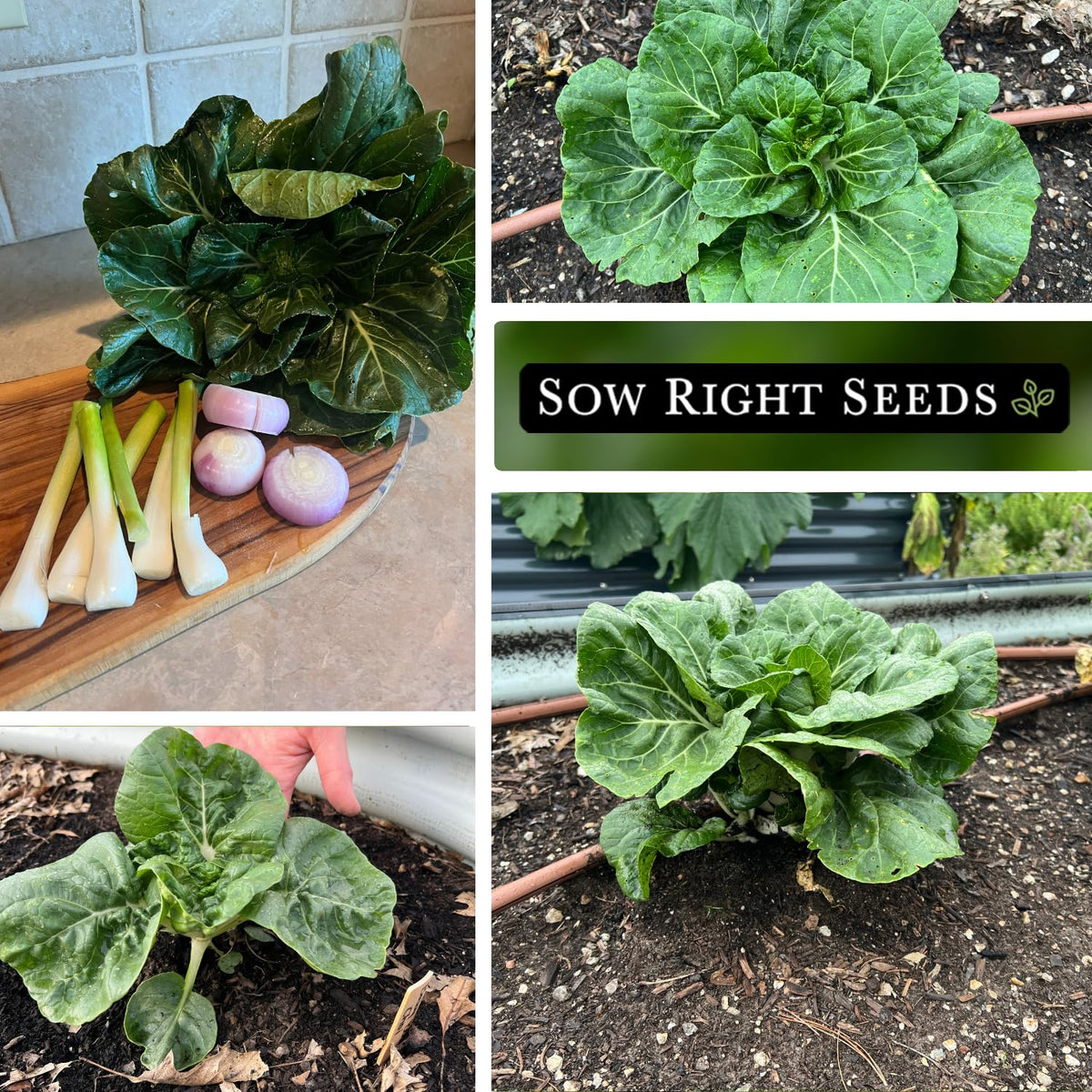 Harvest window for Baby Bok Choy: ready in 30–45 days.