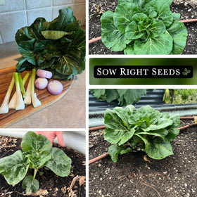 Harvest window for Baby Bok Choy: ready in 30–45 days.
