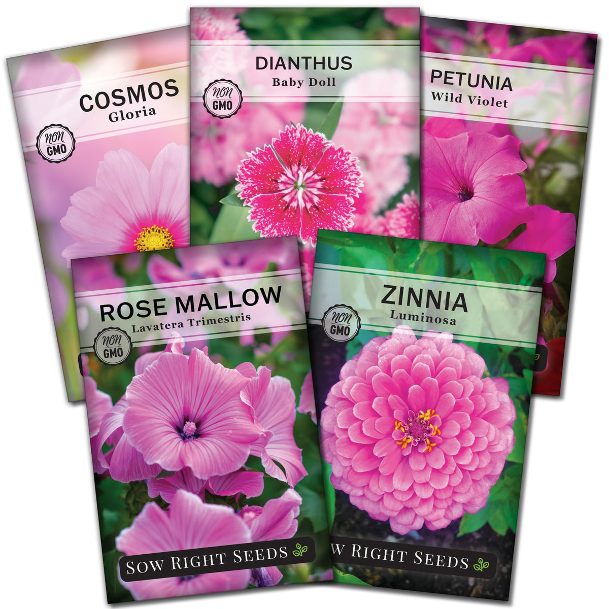 Sow Right Seeds Baby Doll Dianthus seeds—pink blooms for pots and borders.