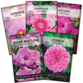Sow Right Seeds Baby Doll Dianthus seeds—pink blooms for pots and borders.