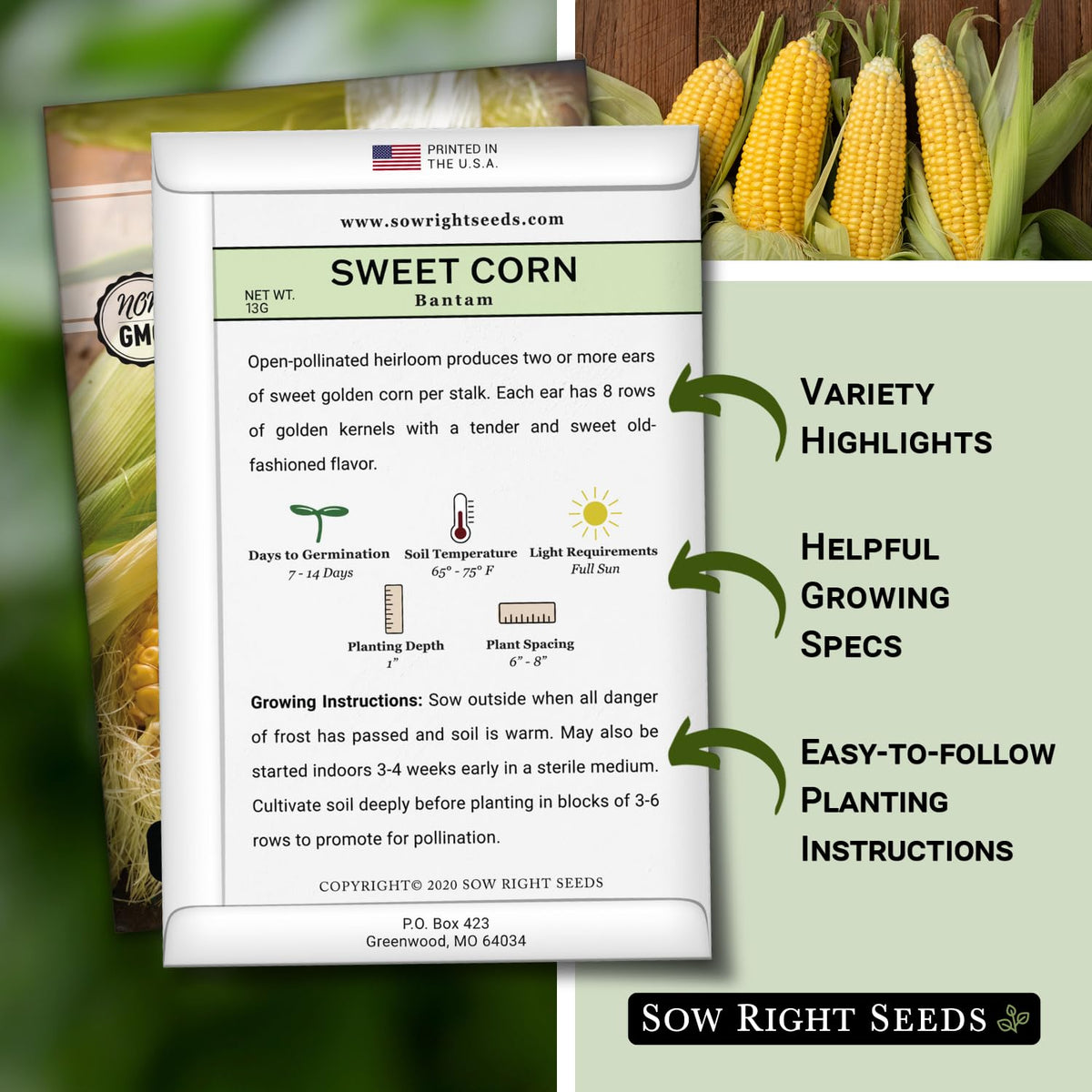 Sow Right Seeds Bantam Sweet Corn ears with golden kernels ideal for fresh corn.