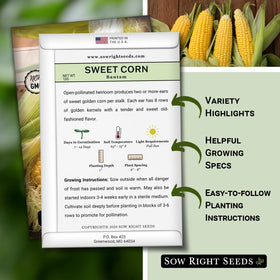 Sow Right Seeds Bantam Sweet Corn ears with golden kernels ideal for fresh corn.