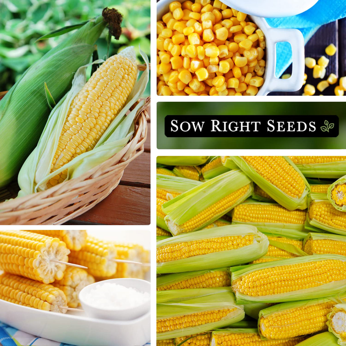 Sow Right Seeds Bantam Sweet Corn growing tall in a sunny garden bed for home harvest.