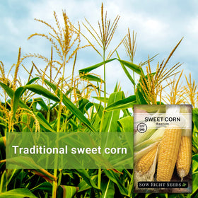 Sow Right Seeds Bantam Sweet Corn kernels close-up with eight rows for classic heirloom flavor.