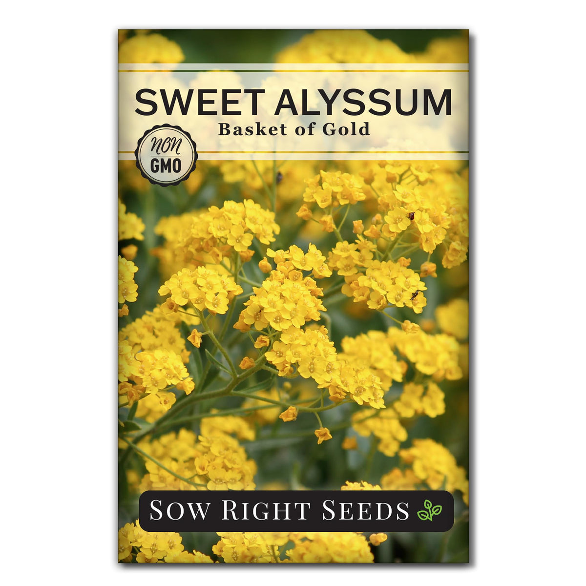 Sow Right Seeds Basket of Gold seed packet showing golden blooms for borders and containers.