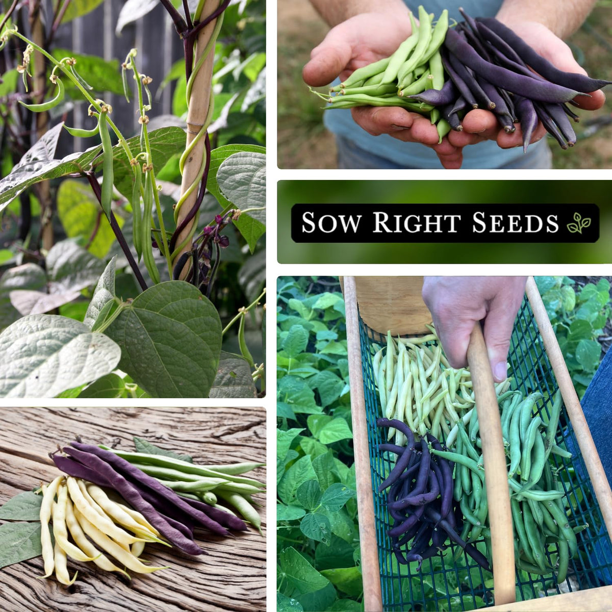Sow Right Seeds beans grow 12–22 inches tall in your garden.