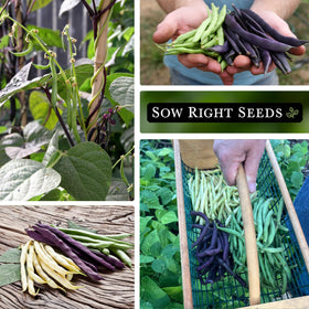 Sow Right Seeds beans grow 12–22 inches tall in your garden.