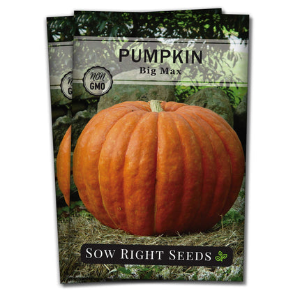 Sow Right Seeds Big Max pumpkin close-up of the fruit, ideal for carving.
