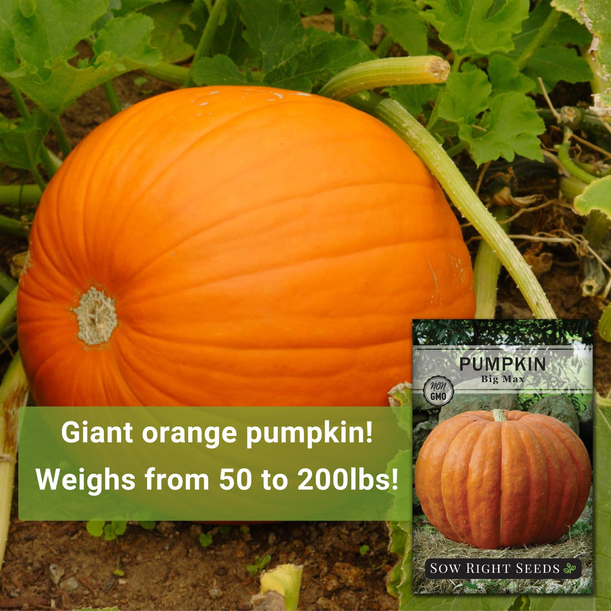 Sow Right Seeds Big Max pumpkins can reach giant sizes with proper care.
