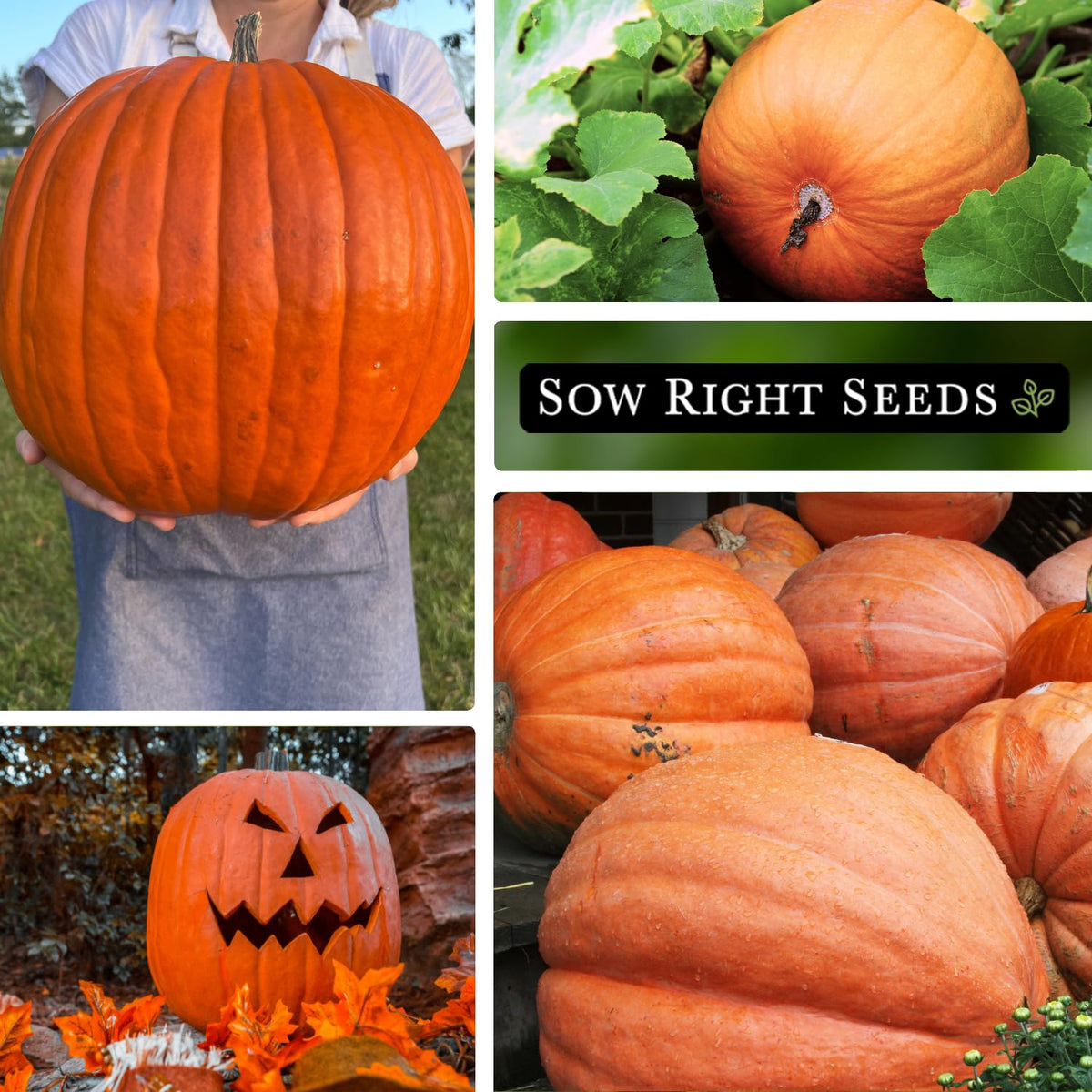 Sow Right Seeds Big Max seeds germinate in 7–14 days under warmth.