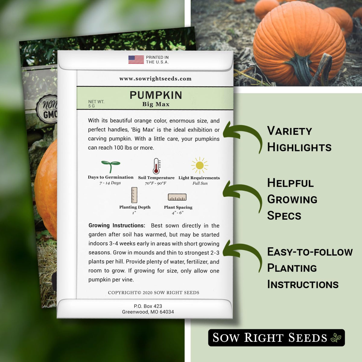 Sow Right Seeds Big Max pumpkin vines in the garden with large leaves.