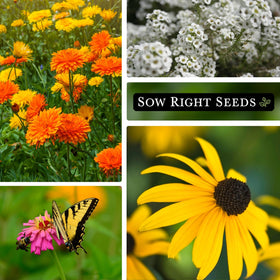 Sow Right Seeds Black-Eyed Susan packet brings cheerful color to pollinator-friendly borders.
