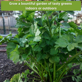 Sow Right Seeds Tat Soi Black Knight seeds for tender, flavorful greens.