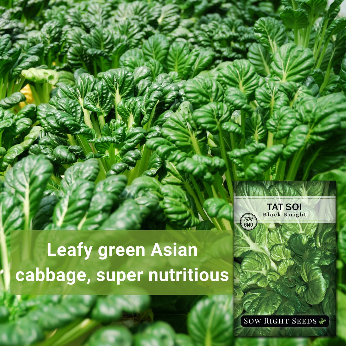Compact growth habit supports neat rows in cool-season vegetable gardens.