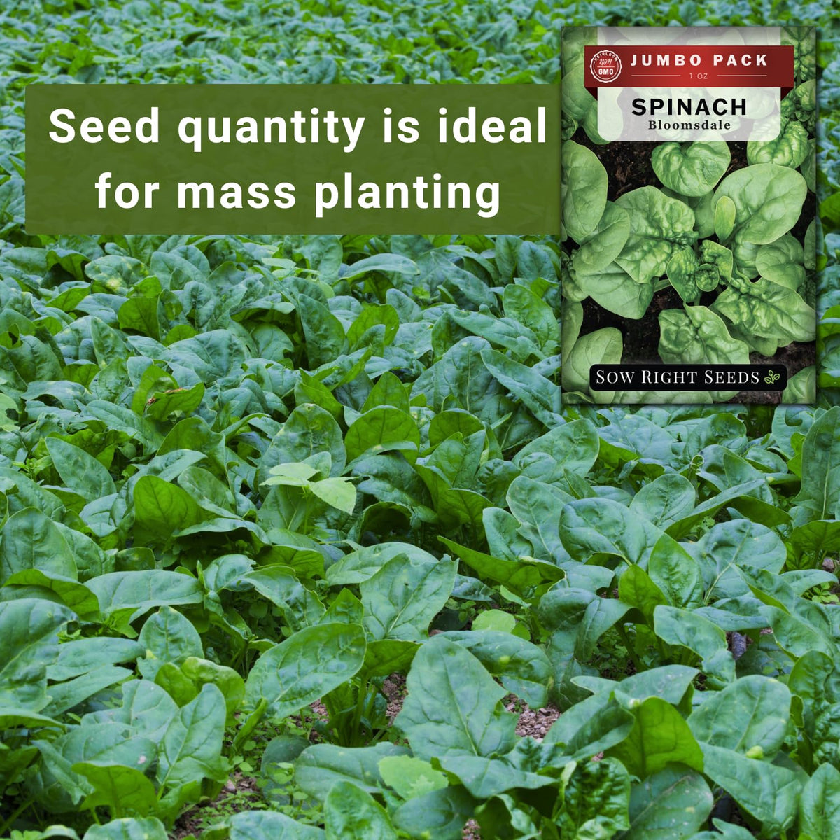 Sow Right Seeds Bloomsdale spinach harvest leaves ready for harvest.