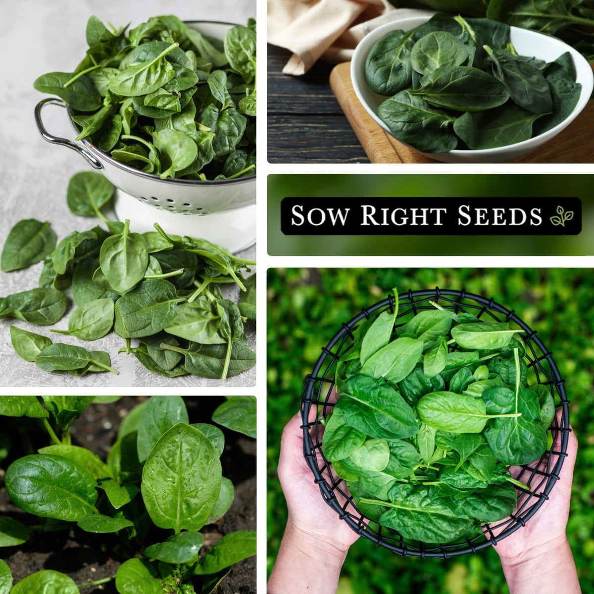 Sow Right Seeds Bloomsdale spinach packaging showing 1 oz bulk seeds.