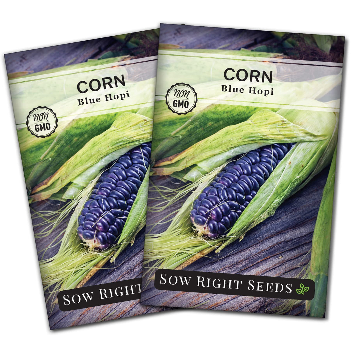 Sow Right Seeds Blue Hopi corn ear with blue kernels and reddish tassels.