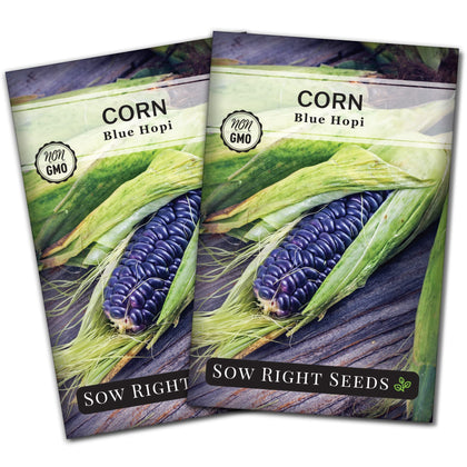 Sow Right Seeds Blue Hopi corn ear with blue kernels and reddish tassels.
