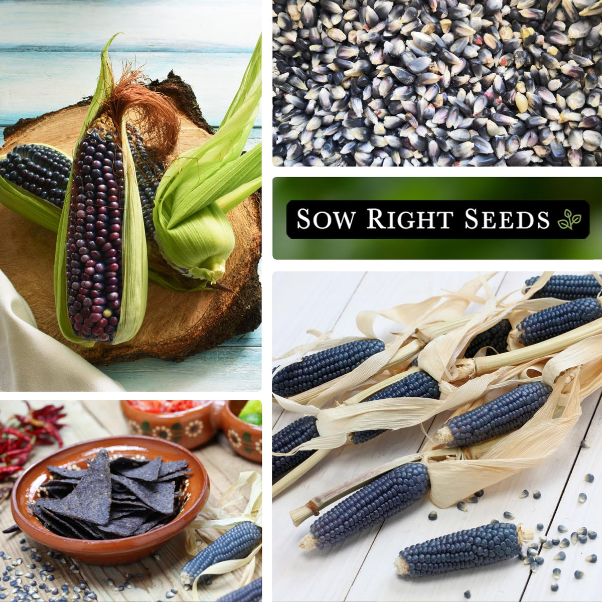 Sow Right Seeds Blue Hopi corn plant growing in a garden bed.