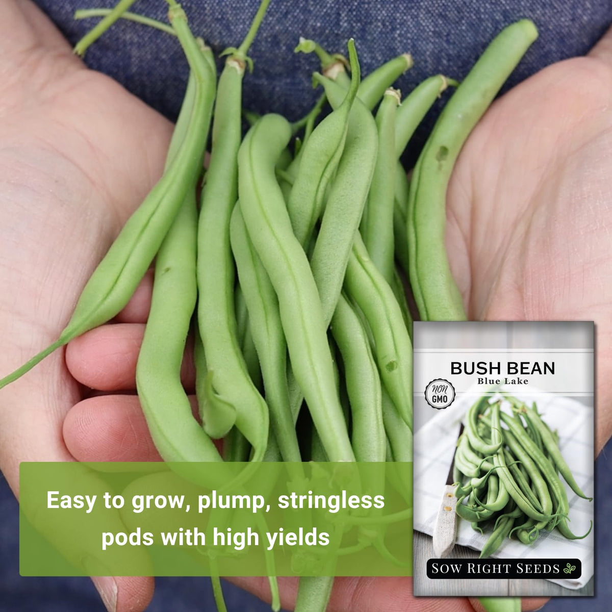 Blue Lake beans on a sunlit plant, ready to pick, by Sow Right Seeds