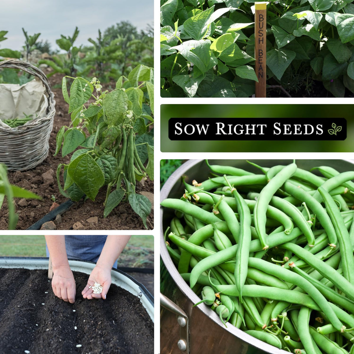 Fresh green Blue Lake beans harvested from a Sow Right Seeds plant