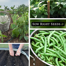 Fresh green Blue Lake beans harvested from a Sow Right Seeds plant
