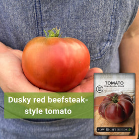 Close-up of Brandywine Black tomato fruits showing dusky red color and sheen.