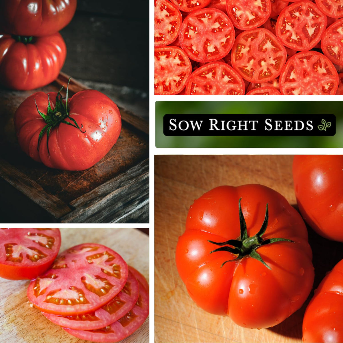 Sow Right Seeds Brandywine Red tomato early growth on plant
