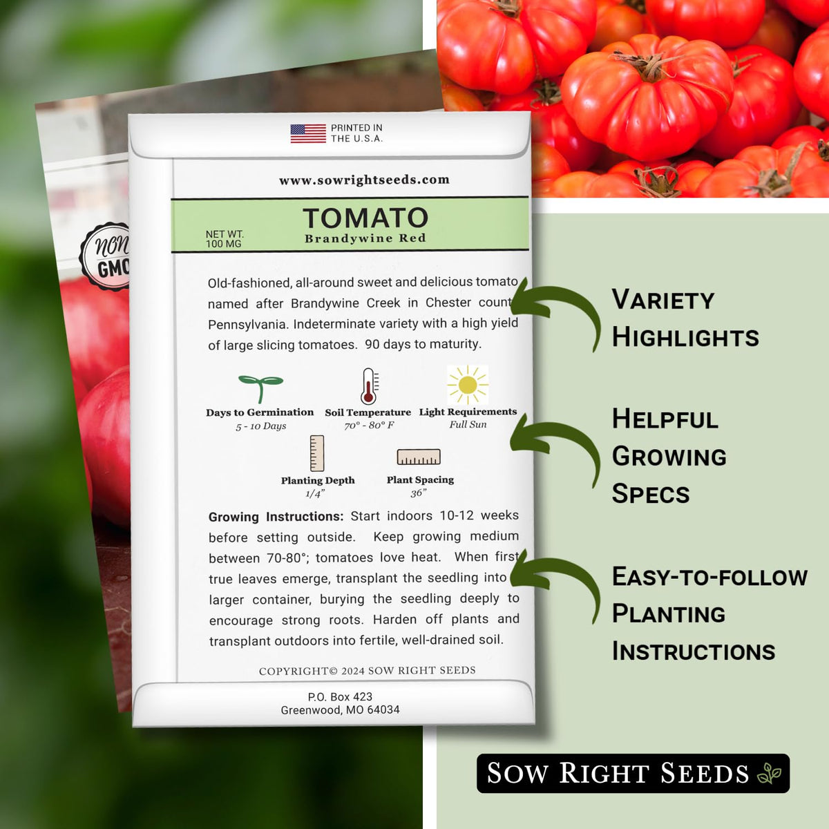 Sow Right Seeds Brandywine Red tomato fruit on vine ready for slicing