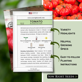 Sow Right Seeds Brandywine Red tomato fruit on vine ready for slicing