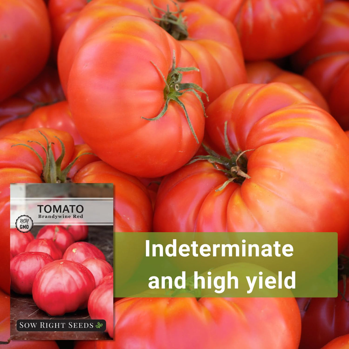 Sow Right Seeds Brandywine Red tomato indeterminate-height plant in garden