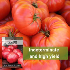 Sow Right Seeds Brandywine Red tomato indeterminate-height plant in garden