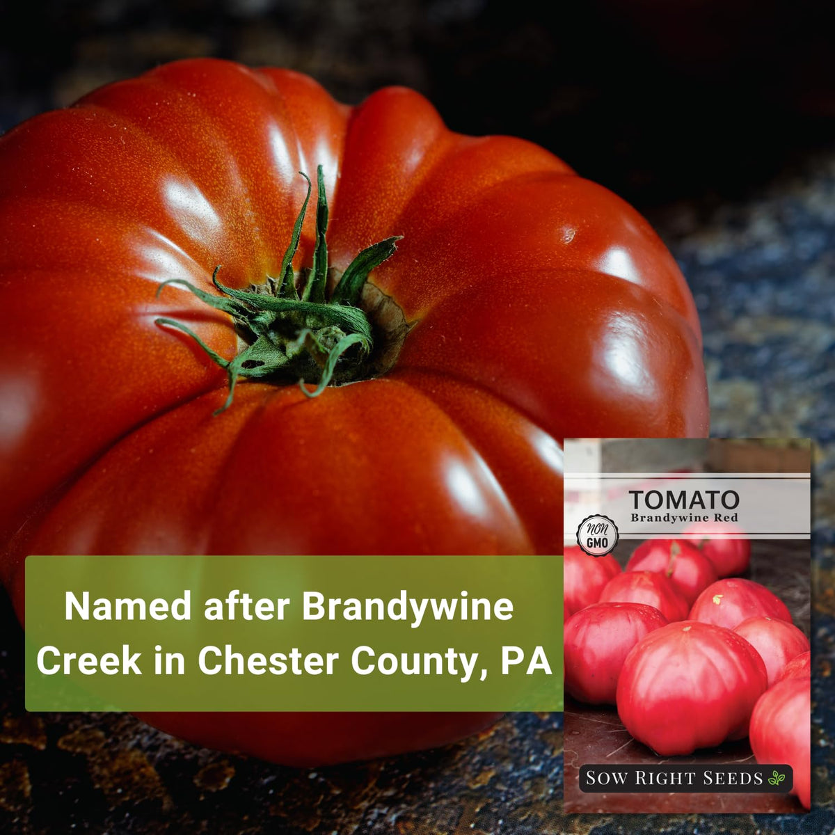 Sow Right Seeds Brandywine Red tomato slice close-up for sandwiches