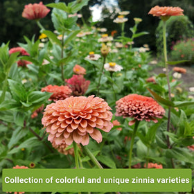 Sow Right Seeds cactus-flower mix seeds ready for sunny borders.