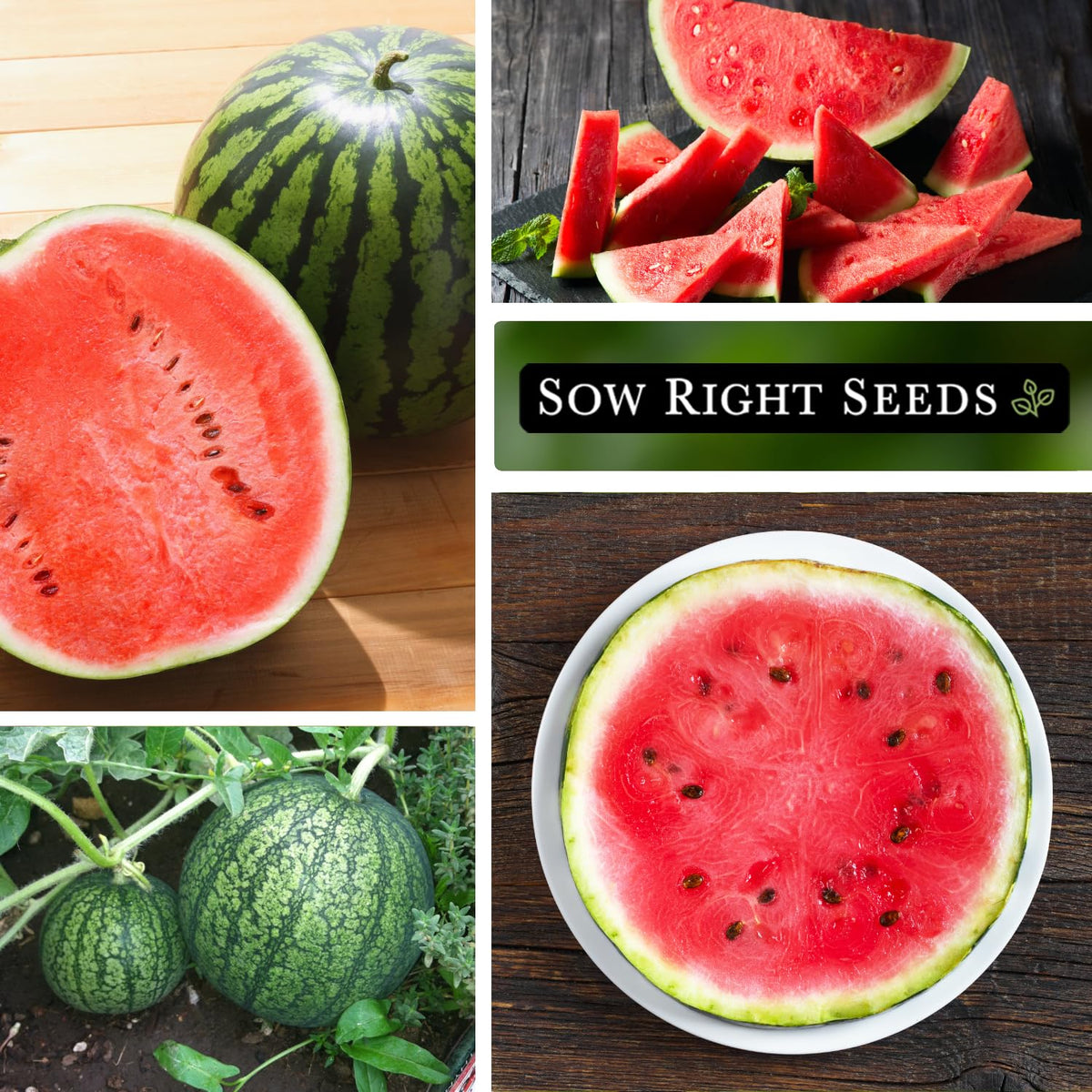 Cal Sweet Bush Watermelon showing a compact bush growth ideal for patios.